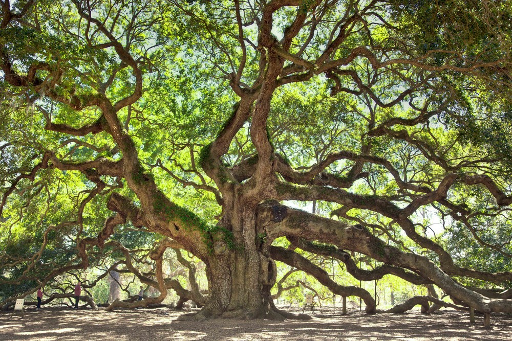 L’albero Bibliografico della Riabilitazione Neurocognitiva