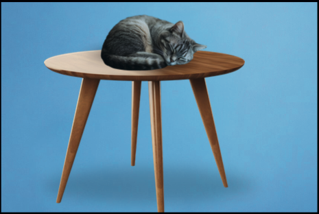 Cat on table