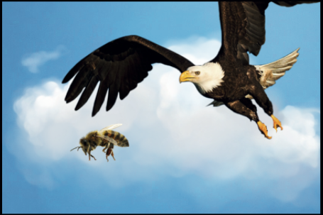 Eagle and cloud